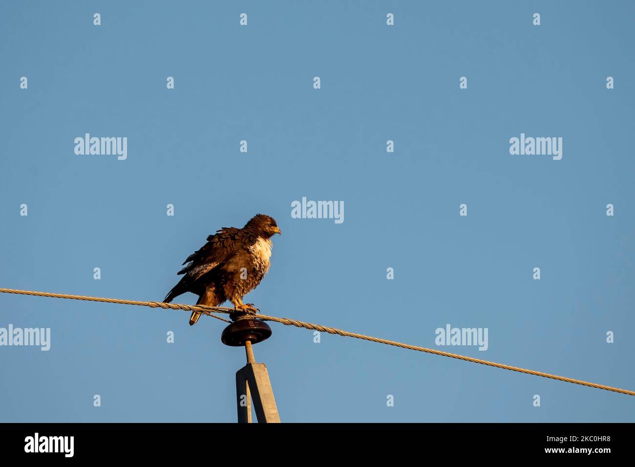 L'oiseau Jackal Buzzard sur les fils de tram avec le fond bleu ciel, gros plan Banque D'Images