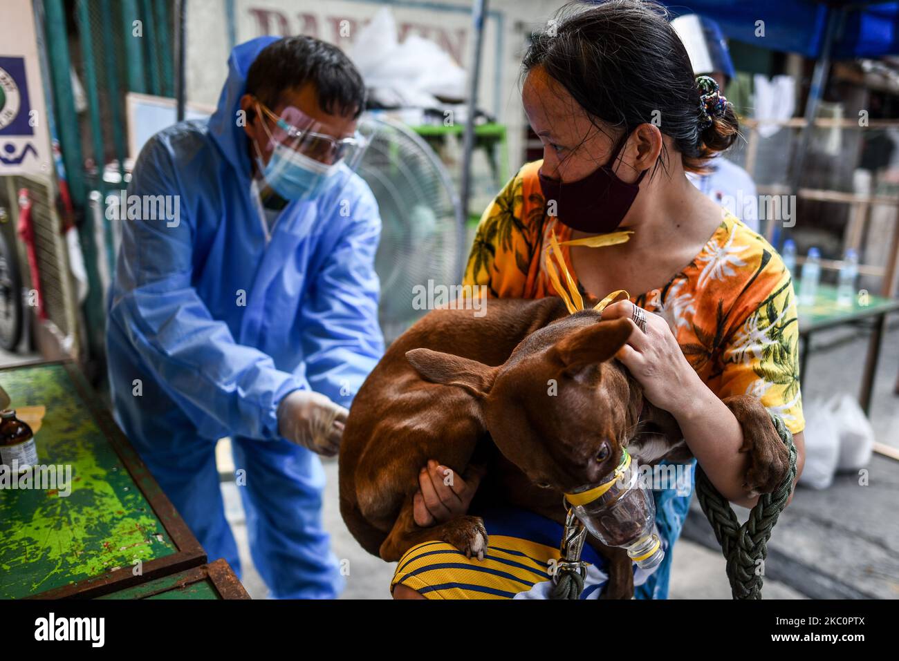 Un chien se vaccine lors d’un programme gouvernemental local de vaccination contre la rage et de vermifuges à l’occasion de la Journée mondiale de la rage à 28 septembre 2020 Manille, Philippines.(photo de Lisa Marie David/NurPhoto) Banque D'Images