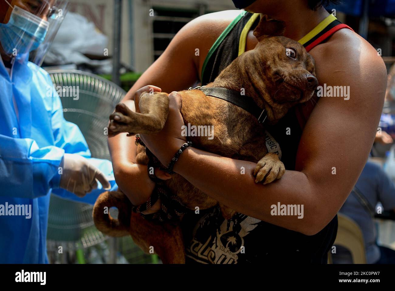 Un chien se vaccine lors d’un programme gouvernemental local de vaccination contre la rage et de vermifuges à l’occasion de la Journée mondiale de la rage à 28 septembre 2020 Manille, Philippines.(photo de Lisa Marie David/NurPhoto) Banque D'Images