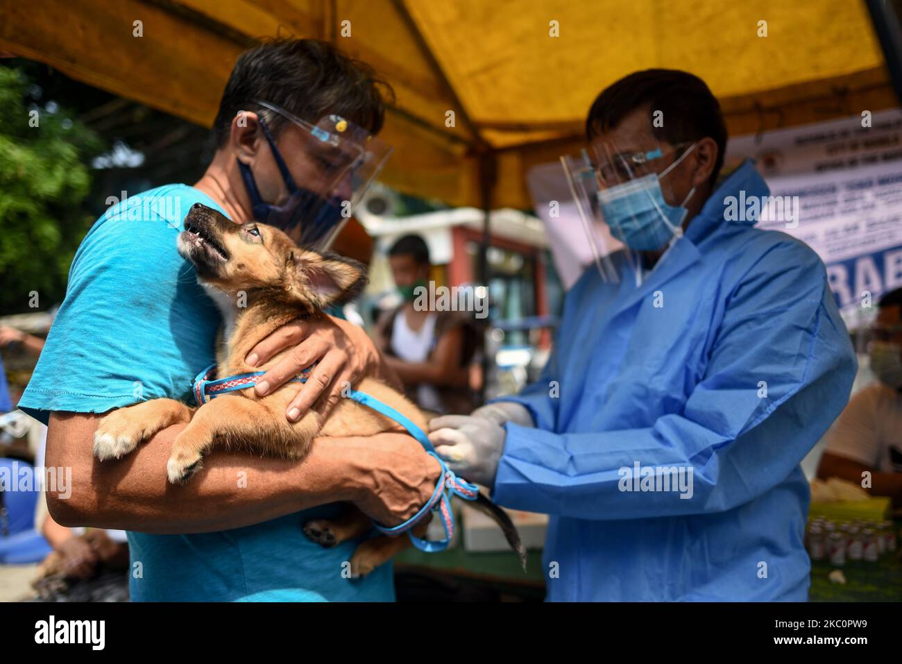 Un chien se vaccine lors d’un programme gouvernemental local de vaccination contre la rage et de vermifuges à l’occasion de la Journée mondiale de la rage à 28 septembre 2020 Manille, Philippines.(photo de Lisa Marie David/NurPhoto) Banque D'Images