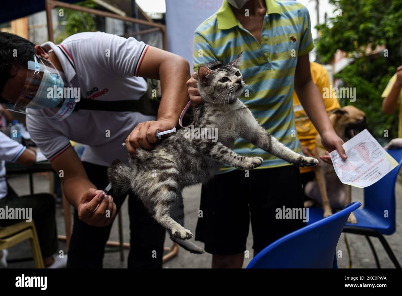 Un chat est vacciné au cours d’un programme gouvernemental local de vaccination contre la rage et de vermifuges à l’occasion de la Journée mondiale de la rage à 28 septembre 2020 Manille (Philippines).(photo de Lisa Marie David/NurPhoto) Banque D'Images