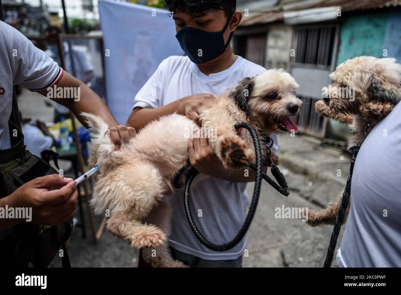 Un chien se vaccine lors d’un programme gouvernemental local de vaccination contre la rage et de vermifuges à l’occasion de la Journée mondiale de la rage à 28 septembre 2020 Manille, Philippines.(photo de Lisa Marie David/NurPhoto) Banque D'Images