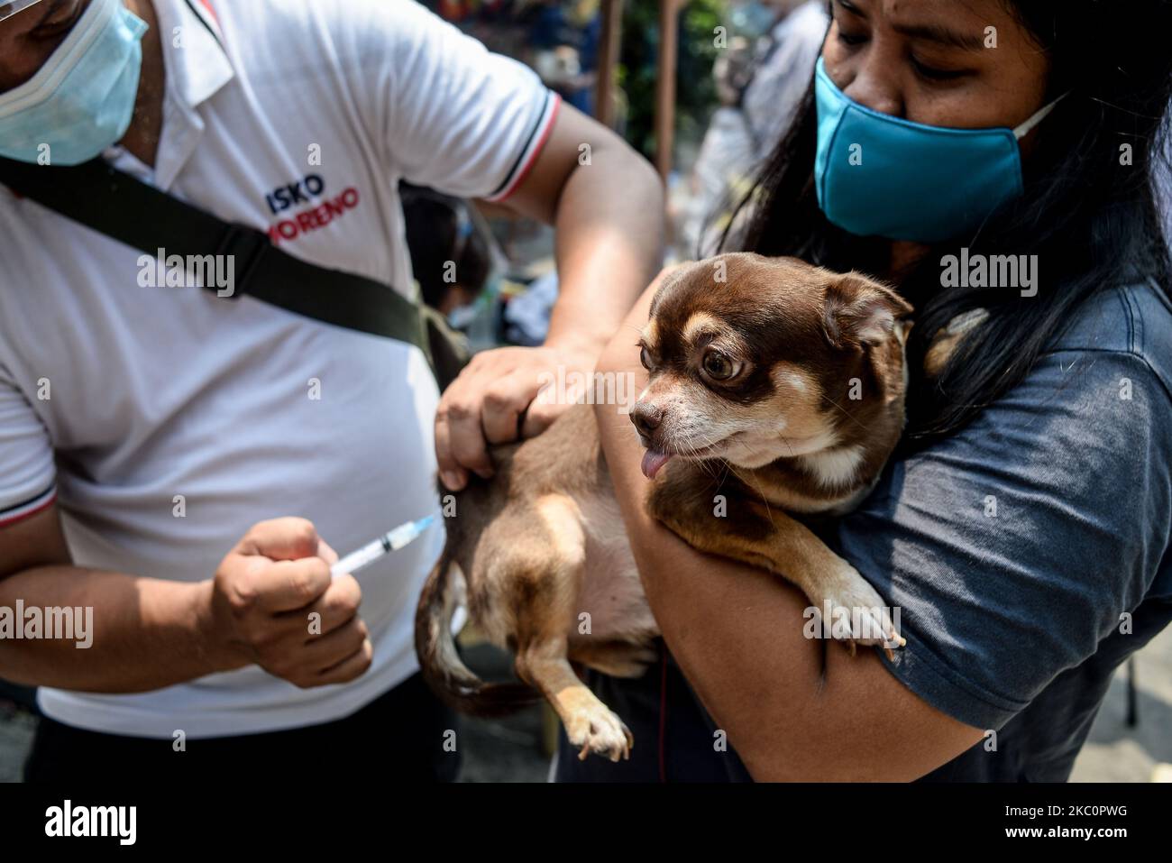 Un chien se vaccine lors d’un programme gouvernemental local de vaccination contre la rage et de vermifuges à l’occasion de la Journée mondiale de la rage à 28 septembre 2020 Manille, Philippines.(photo de Lisa Marie David/NurPhoto) Banque D'Images