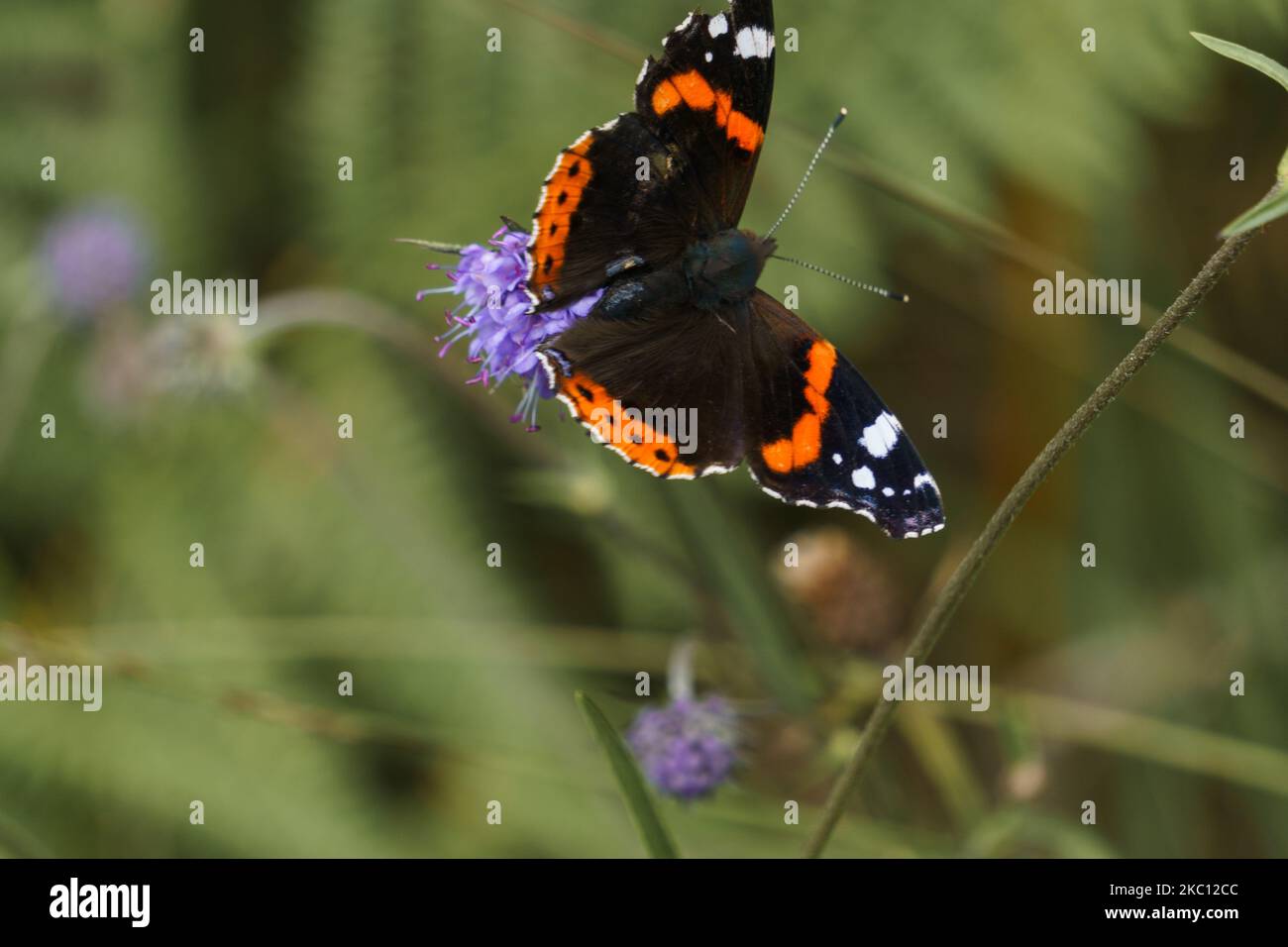 Papillon d'amiral rouge ou Vanessa atalanta assis sur une fleur de couleur lilas dans un pré vert avec beaucoup d'herbe Banque D'Images