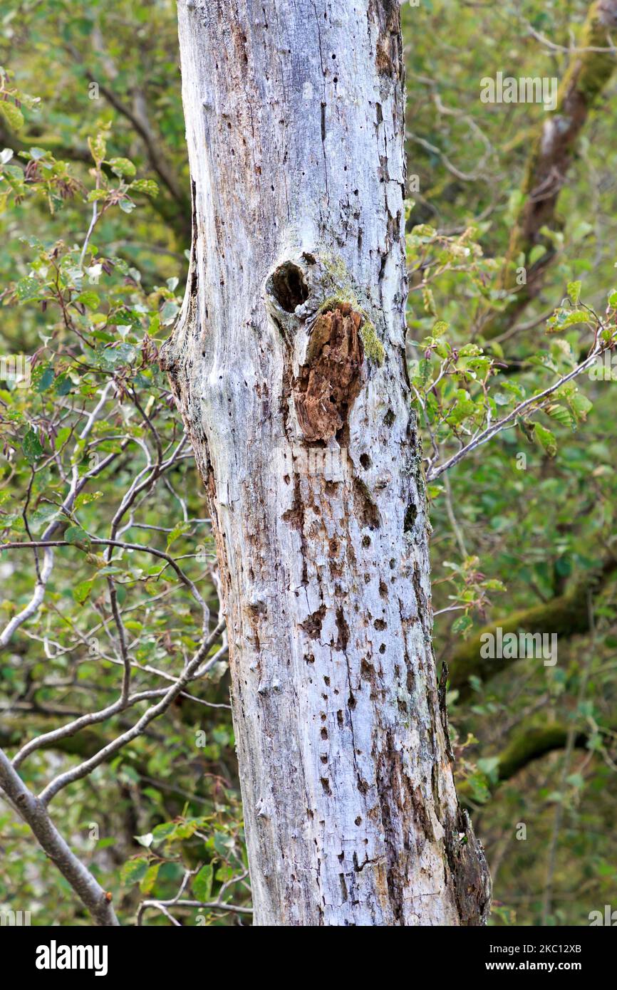 Vieux tronc d'arbre pourri debout avec trous mon par Woodpeckers Banque D'Images