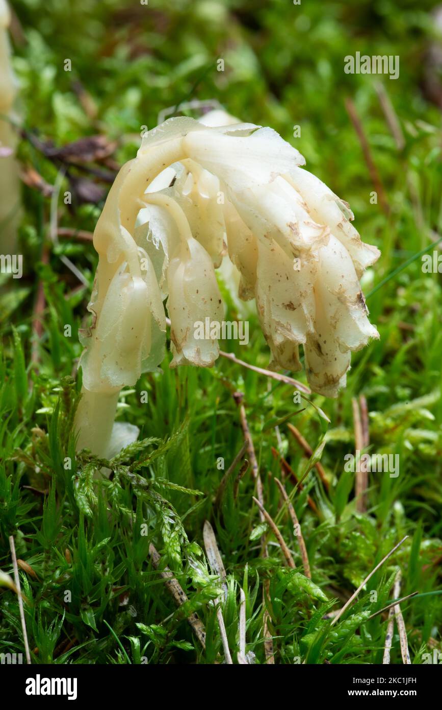 Plante parasitaire sans chlorophylle Pinesap (False Beech-drops, Hypopitys monotropa) dans une forêt de pins en Biélorussie, en Europe Banque D'Images