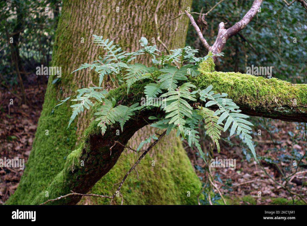 Polypodie commune (Polypodium vulgare) une fougère à feuilles persistantes qui pousse sur une branche de mousse en hiver, Berkshire, janvier Banque D'Images
