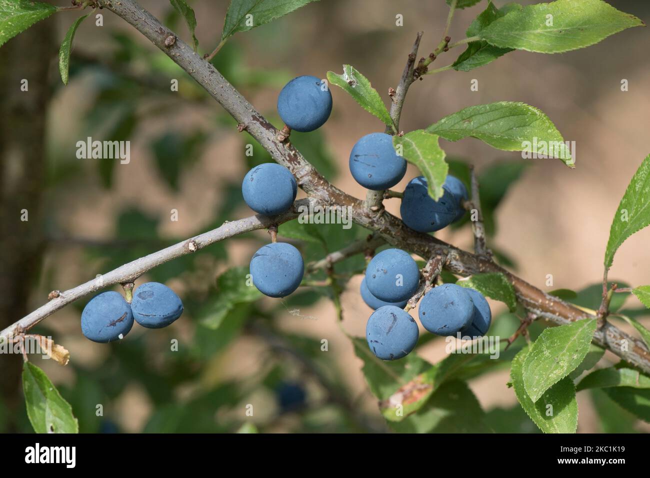 Globes mûres, fruits ronds de noir (Prunus spinosa) avec fleur pourpre et bleue parmi les feuilles d'été d'un grand arbuste sauvage en été, Berkshire, août Banque D'Images