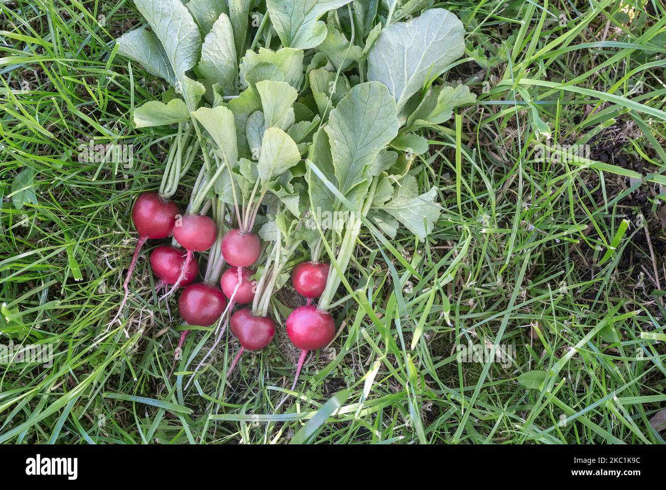 Un bouquet de radis rouges frais avec des feuilles sur l'herbe verte dans le jardin. Récolte. Banque D'Images