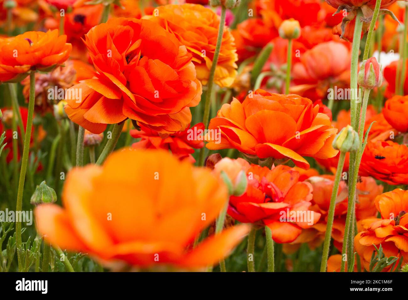 Une fleur de coupe de beurre d'orange en fleur se trouve au milieu d'un champ dans le sud d'Israël Banque D'Images