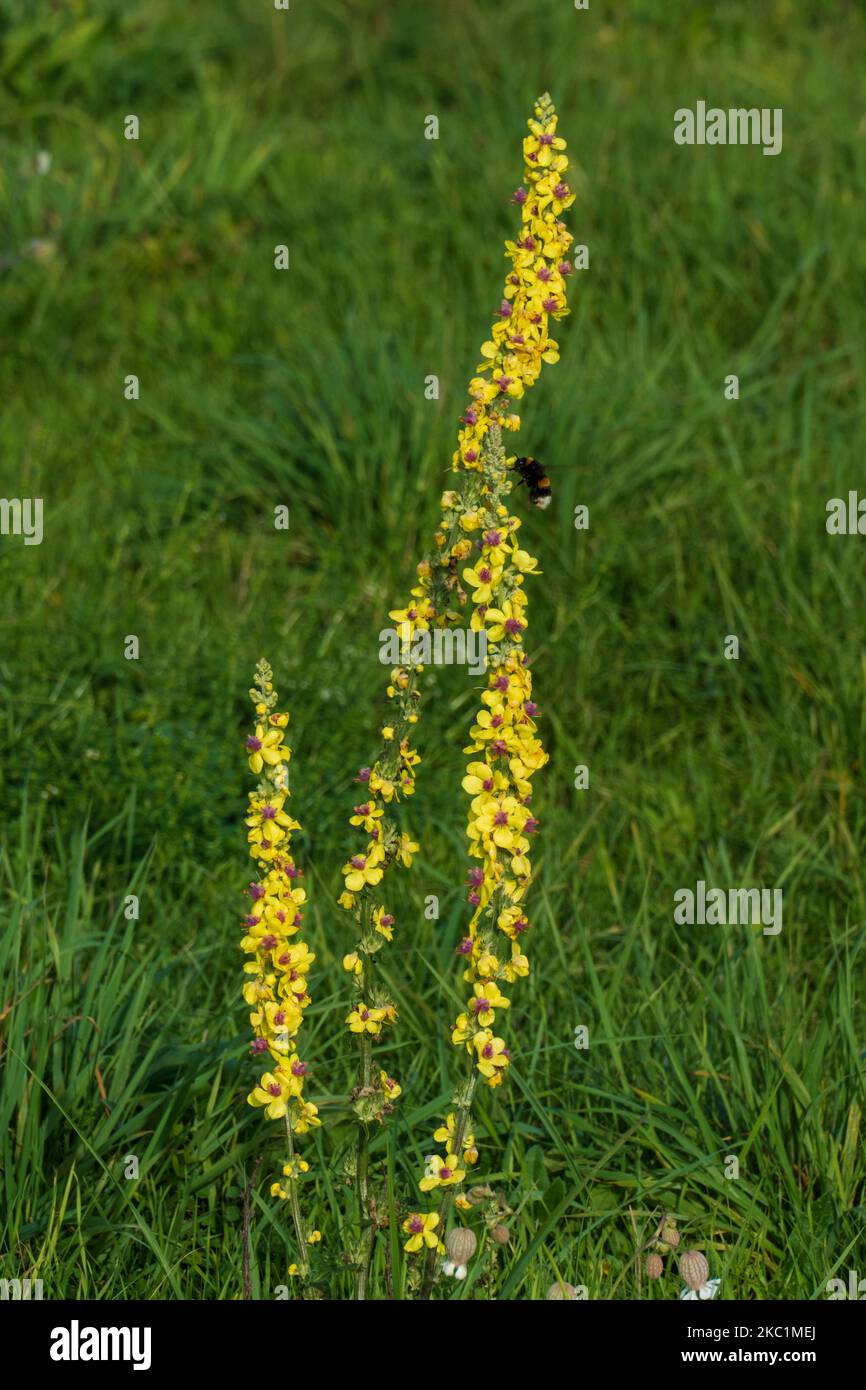 Hummel beim Anflug auf gelbes Ackerkraut Banque D'Images
