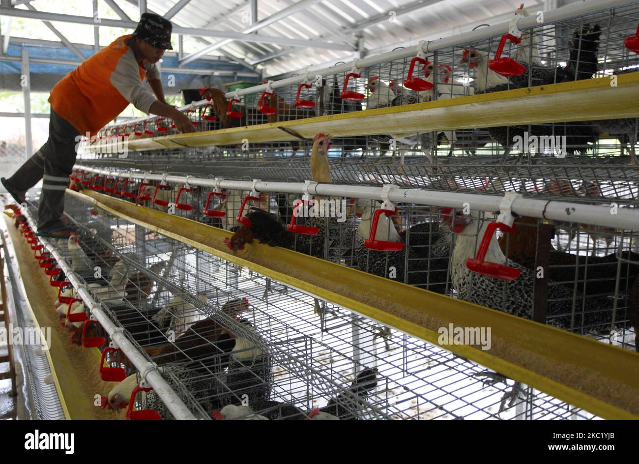 Un employé nourrit des poulets à la ferme Chick de Bogor, dans l'ouest de Java, en Indonésie, en 16 octobre 2020. (Photo par Adriana Adie/NurPhoto) Banque D'Images