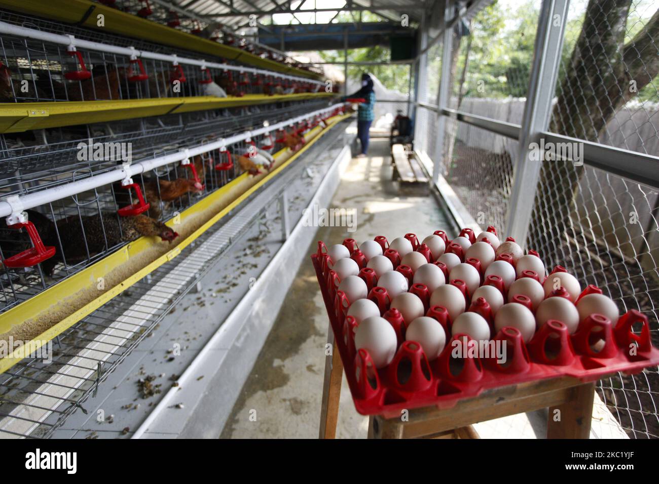 Oeufs de poulet frais sur le panier dans une ferme de volaille à Bogor, Java-Ouest, Indonésie, sur 16 octobre 2020. (Photo par Adriana Adie/NurPhoto) Banque D'Images