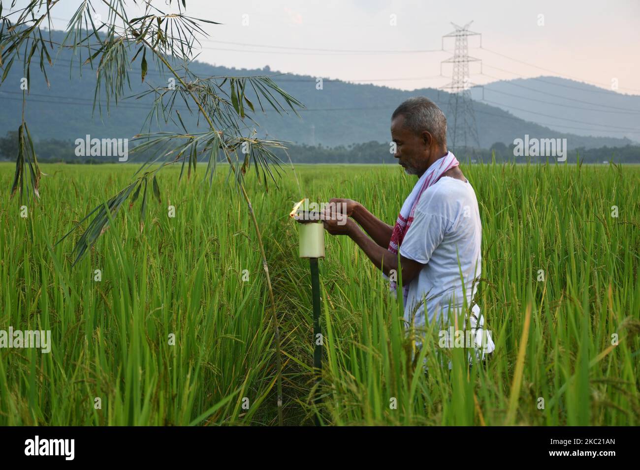 L'agriculteur offre des prières dans son rizières à l'occasion du festival 'Kati Bihu' ou 'Kangali Bihu', célébré par des bougies et des lampes de foudre pour demander la santé des cultures, dans le village de Rani à la périphérie de Guwahati, en Inde, le 17,2020 octobre. (Photo par Anuwar Hazarika/NurPhoto) Banque D'Images