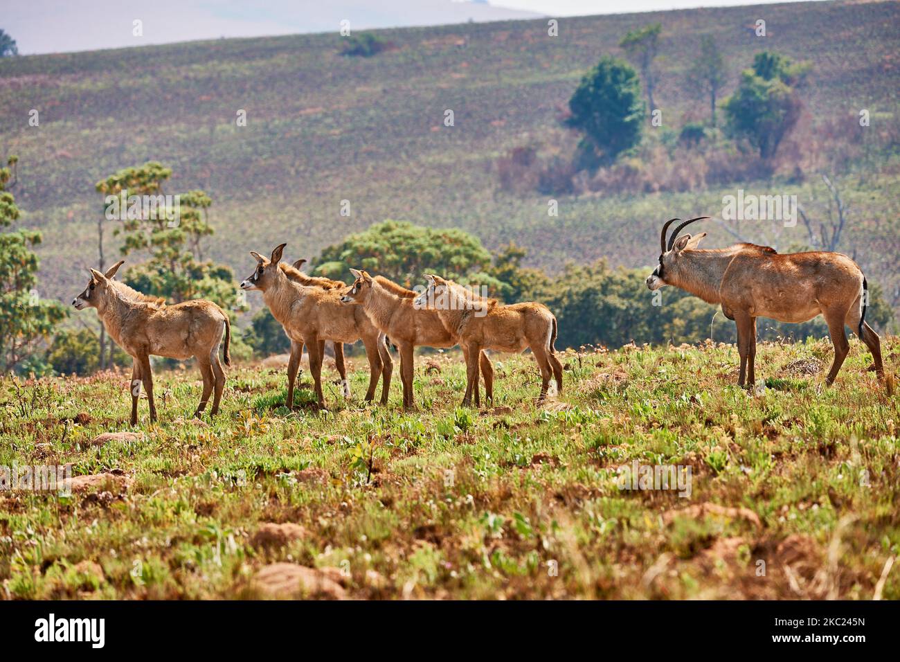 Antelope de Roan avec ses ennemis, Hippotragus equinus, plateau de Noika, Malawi, Afrique Banque D'Images