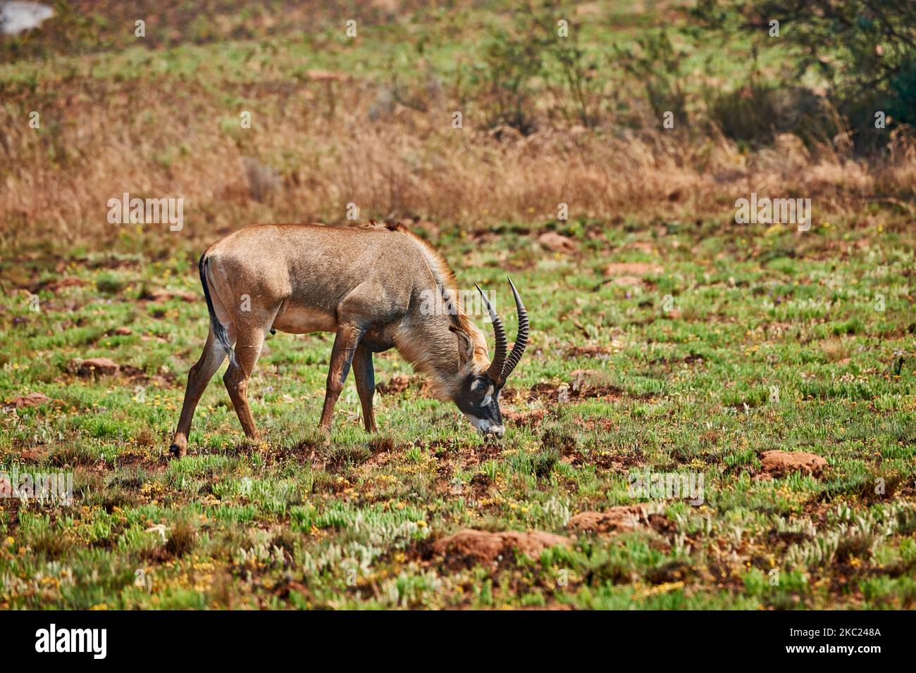 Antelope de Roan, Hippotragus equinus, plateau de Noika, Malawi, Afrique Banque D'Images