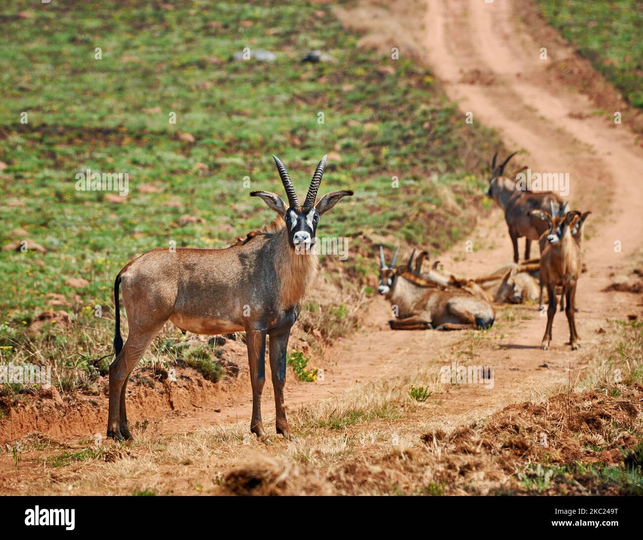 Antelope de Roan, Hippotragus equinus, plateau de Noika, Malawi, Afrique Banque D'Images