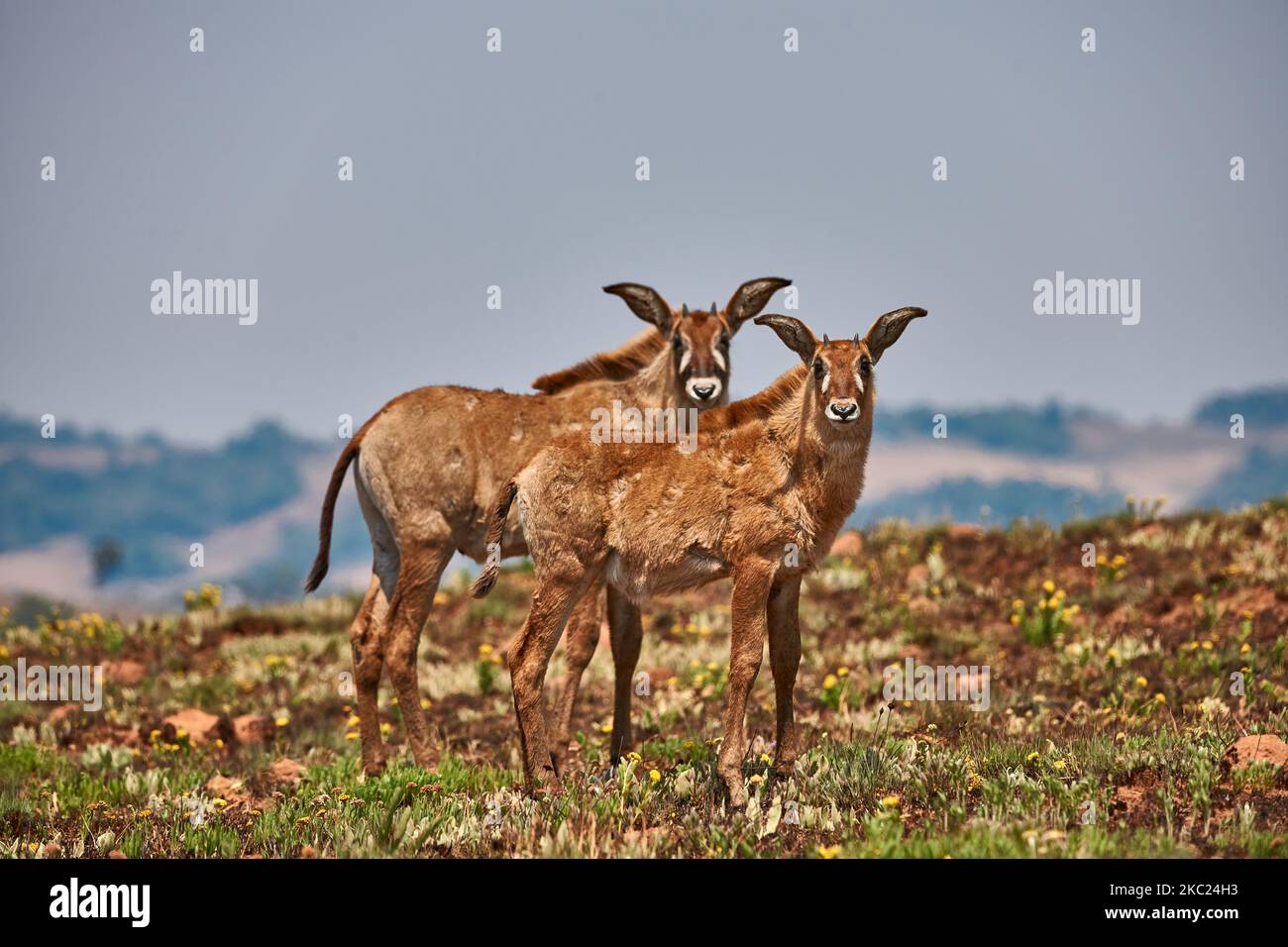 Antelope de Roan avec ses ennemis, Hippotragus equinus, plateau de Noika, Malawi, Afrique Banque D'Images