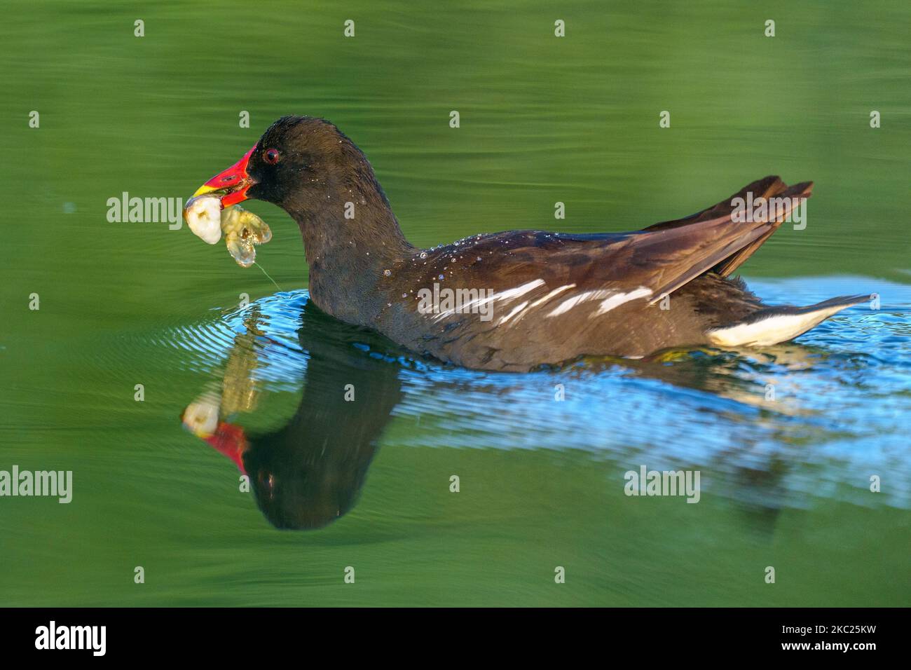 Un gros plan d'un canard de moorhen commun avec un poisson à moitié mangé dans son bec nageant sur un étang Banque D'Images