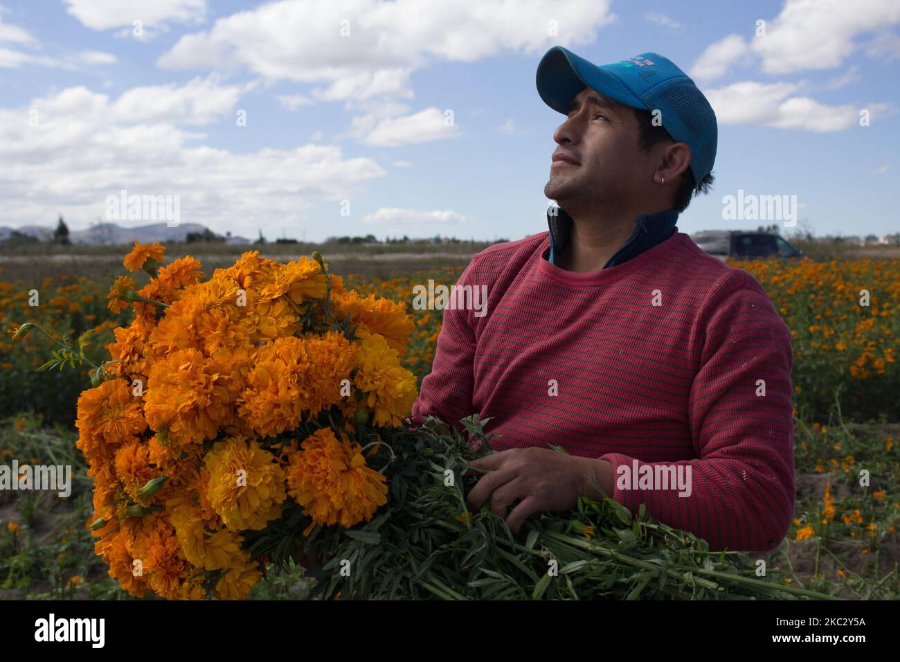 Producteur de cempasuchil fleurit à Atlixco, au Mexique, sur 29 octobre 2020. Atlixco, Puebla au Mexique est reconnu pour être un grand producteur de fleurs pour la saison du jour des morts, mais cette année, étant atypique en raison de la pandémie de Covid-19, les ventes ont diminué. L'explication est simple, les gens n'achètent pas de fleurs pour leur défunt si les cimetières sont fermés.dans cette municipalité, des familles entières passent des jours avant la célébration des morts dans la coupe et la vente de fleurs, ainsi il est devenu un travail de tradition familiale. (Photo par Martin Gorostiola/NurPhoto) Banque D'Images