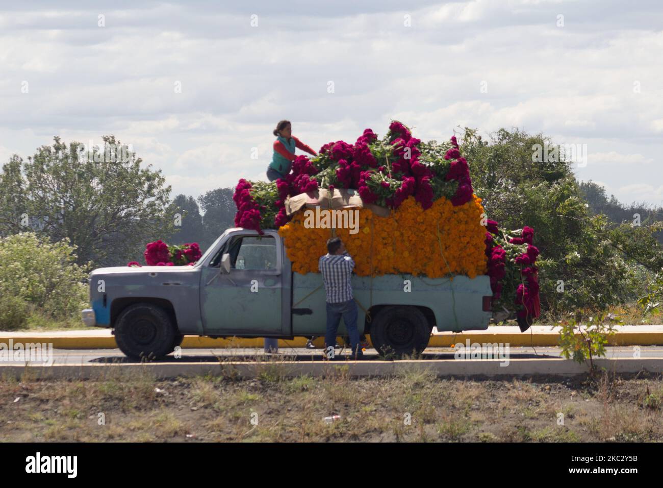 Producteur de cempasuchil fleurit à Atlixco, au Mexique, sur 29 octobre 2020. Atlixco, Puebla au Mexique est reconnu pour être un grand producteur de fleurs pour la saison du jour des morts, mais cette année, étant atypique en raison de la pandémie de Covid-19, les ventes ont diminué. L'explication est simple, les gens n'achètent pas de fleurs pour leur défunt si les cimetières sont fermés.dans cette municipalité, des familles entières passent des jours avant la célébration des morts dans la coupe et la vente de fleurs, ainsi il est devenu un travail de tradition familiale. (Photo par Martin Gorostiola/NurPhoto) Banque D'Images