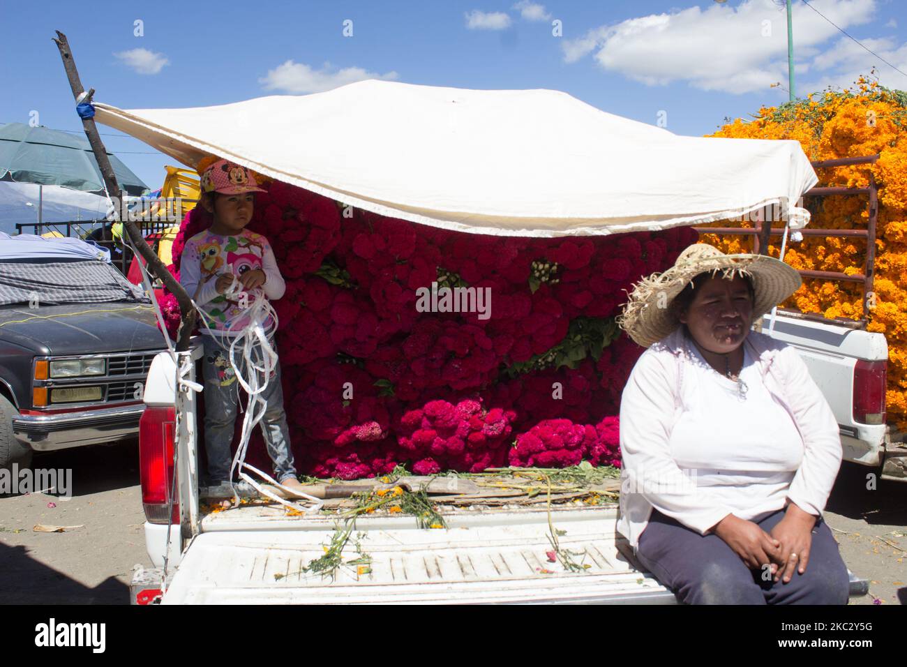 Producteur de cempasuchil fleurit à Atlixco, au Mexique, sur 29 octobre 2020. Atlixco, Puebla au Mexique est reconnu pour être un grand producteur de fleurs pour la saison du jour des morts, mais cette année, étant atypique en raison de la pandémie de Covid-19, les ventes ont diminué. L'explication est simple, les gens n'achètent pas de fleurs pour leur défunt si les cimetières sont fermés.dans cette municipalité, des familles entières passent des jours avant la célébration des morts dans la coupe et la vente de fleurs, ainsi il est devenu un travail de tradition familiale. (Photo par Martin Gorostiola/NurPhoto) Banque D'Images