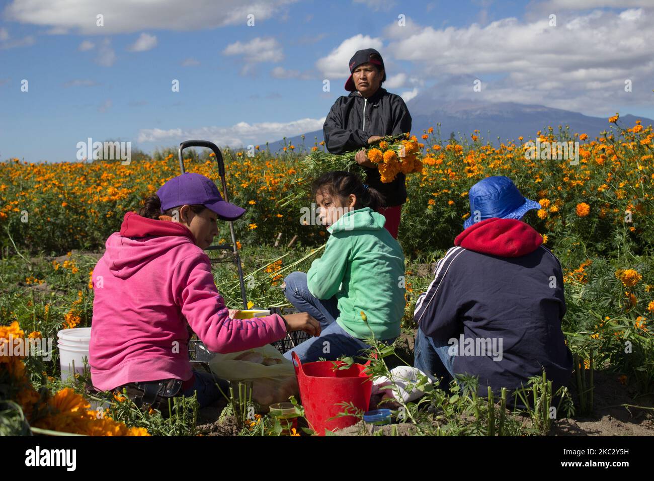 Producteur de cempasuchil fleurit à Atlixco, au Mexique, sur 29 octobre 2020. Atlixco, Puebla au Mexique est reconnu pour être un grand producteur de fleurs pour la saison du jour des morts, mais cette année, étant atypique en raison de la pandémie de Covid-19, les ventes ont diminué. L'explication est simple, les gens n'achètent pas de fleurs pour leur défunt si les cimetières sont fermés.dans cette municipalité, des familles entières passent des jours avant la célébration des morts dans la coupe et la vente de fleurs, ainsi il est devenu un travail de tradition familiale. (Photo par Martin Gorostiola/NurPhoto) Banque D'Images