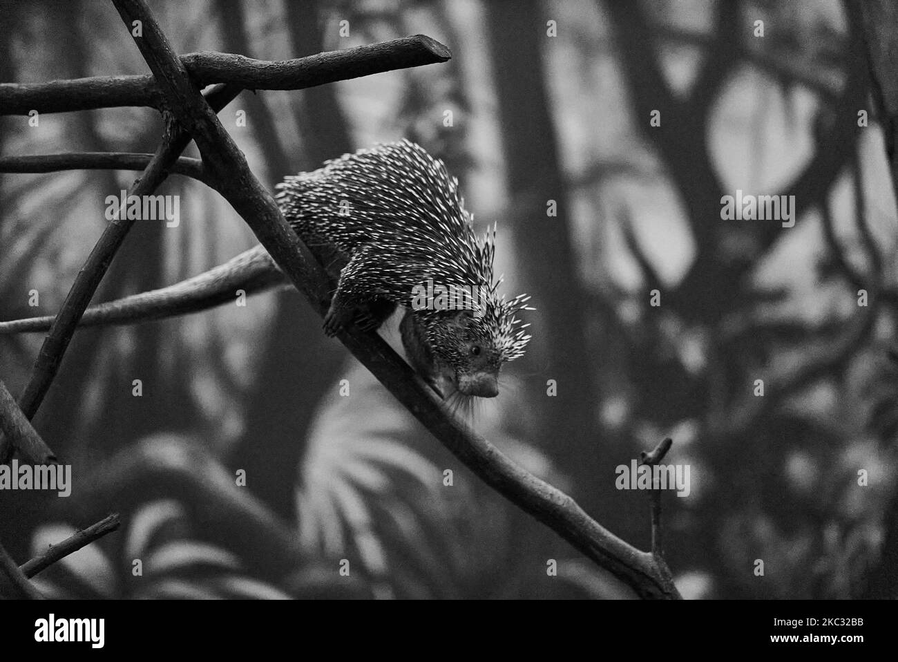 Un singe de nuit à trois rayures grimpant sur un arbre, en niveaux de gris, le zoo de Papiliorama en Suisse Banque D'Images