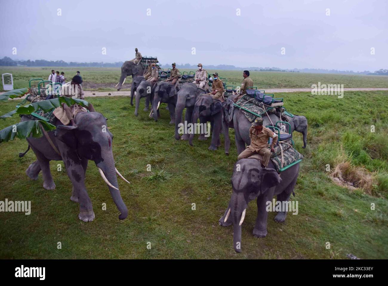 Les éléphants sont alignés pour les touristes à bord du safari d'éléphant redémarre après avoir été fermé depuis mars en raison de la pandémie de COVID-19, au parc national de Kaziranga dans le district de Golaghhat d'Assam, inde dimanche, 1 novembre 2020 (photo par Anuwar Hazarika/NurPhoto) Banque D'Images