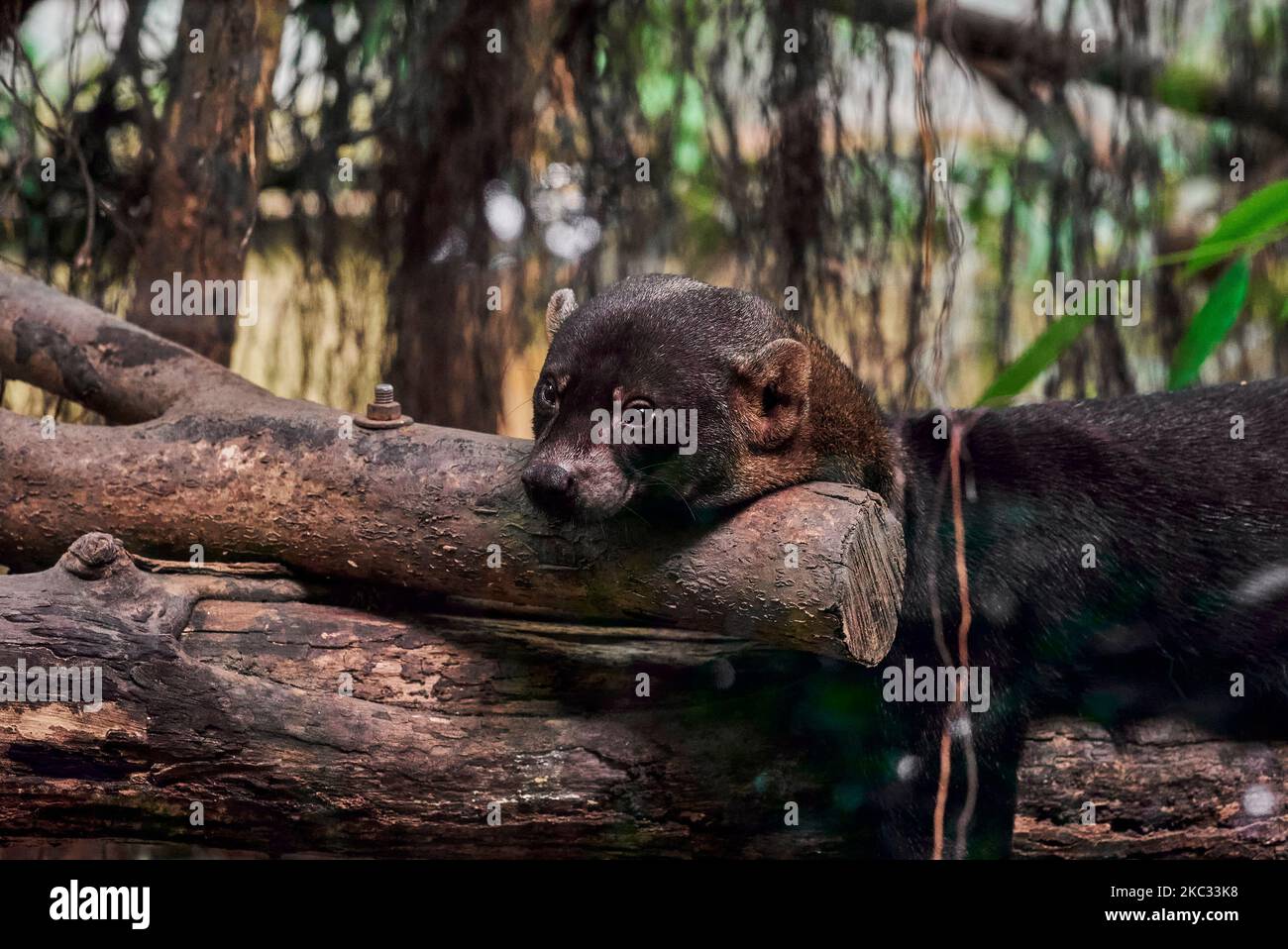 Un singe de nuit à trois rayures grimpant sur un arbre, zoo de Papiliorama en Suisse Banque D'Images