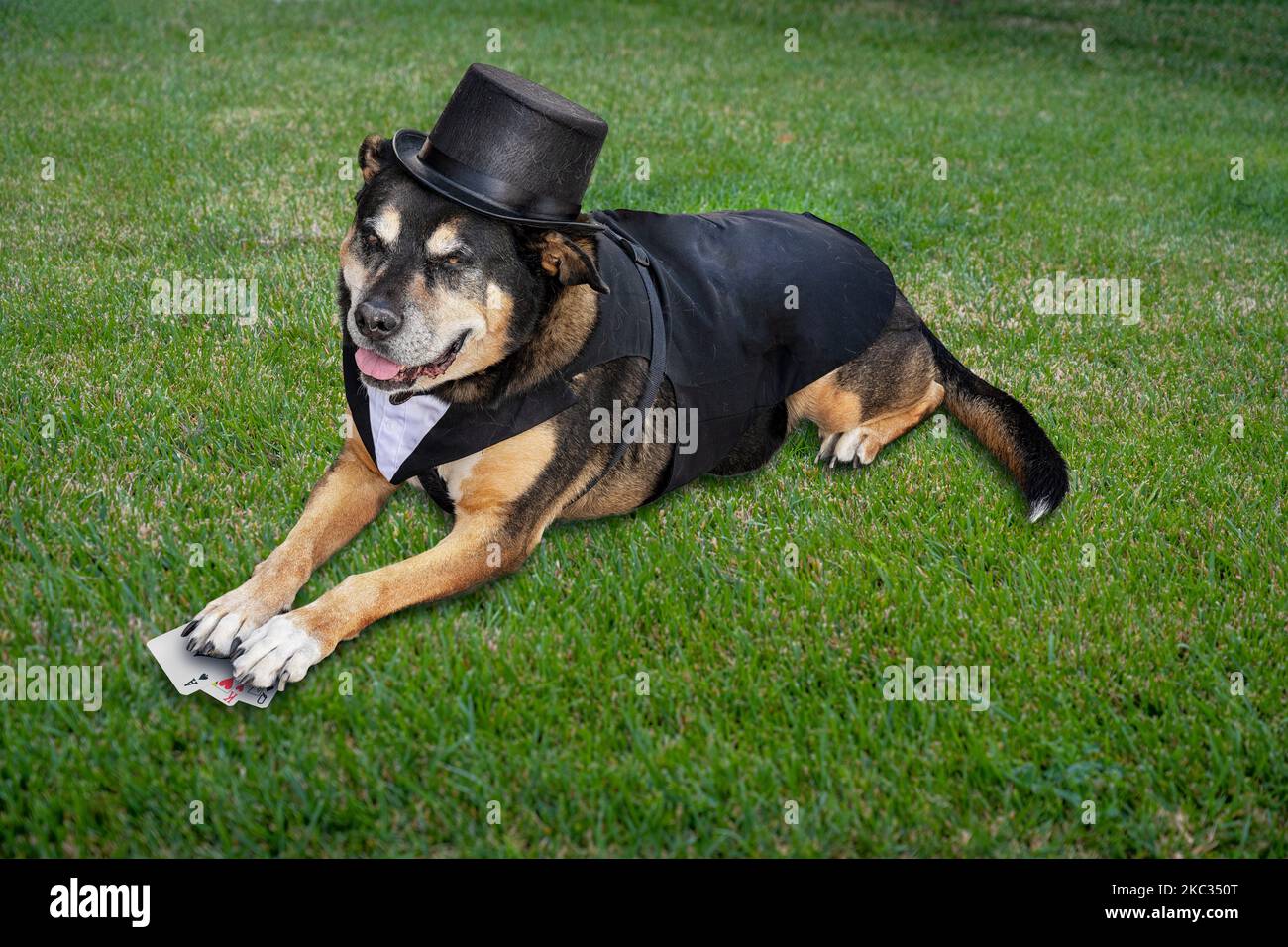 Chien de Sheppard allemand vêtu d'un costume d'Halloween comme une carte de requin. Poser sur l'herbe, en tenant les cartes à jouer. Banque D'Images