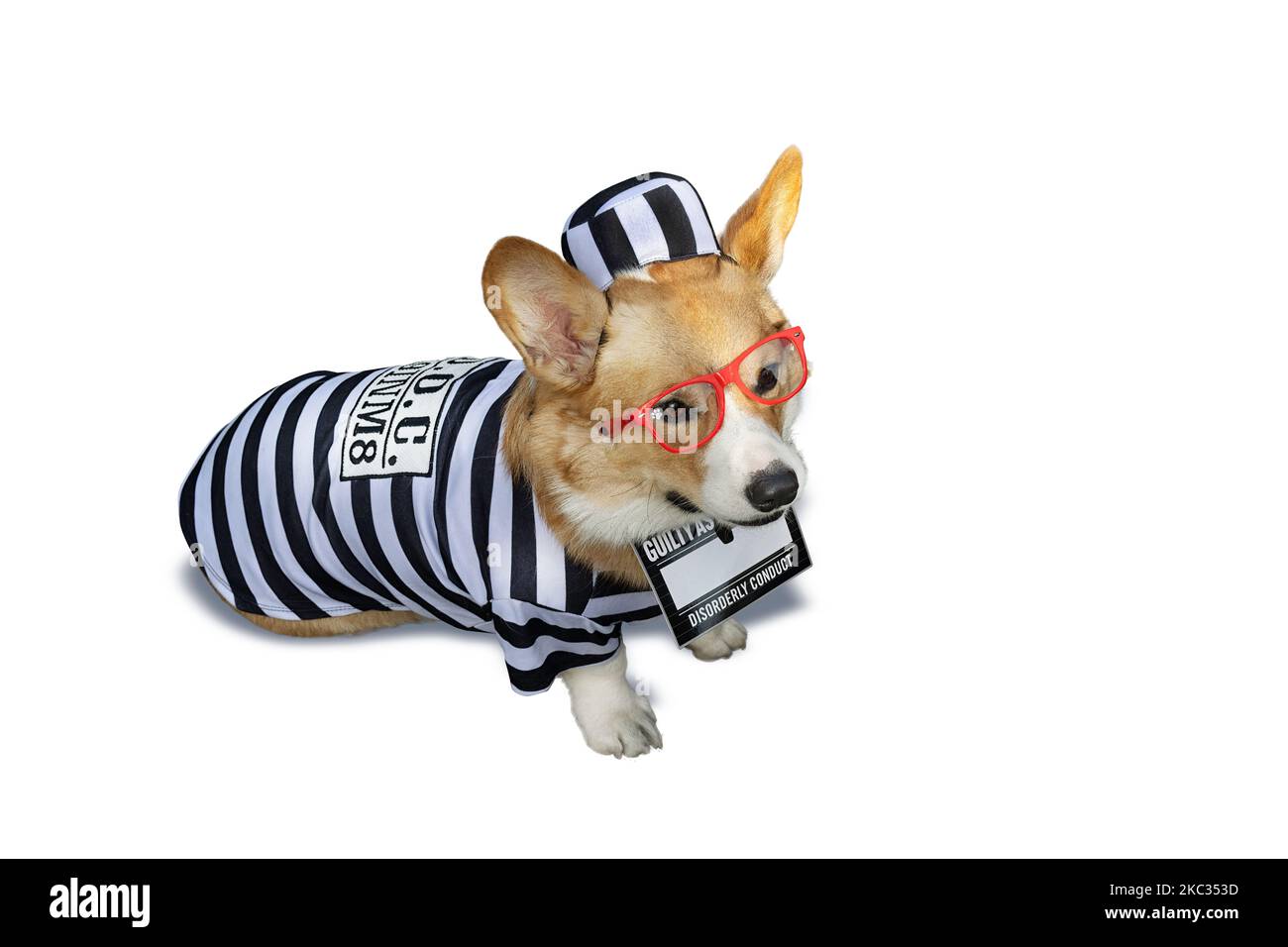 Chien de corgi gallois isolé sur fond blanc, portant le costume de prison d'Halloween. Banque D'Images