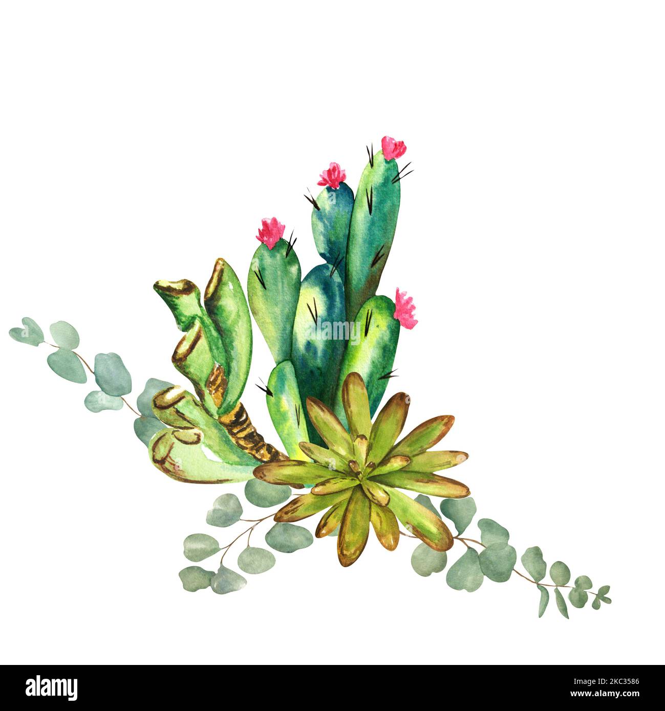 Composition aquarelle de cactus et de succulents sur fond blanc. Trame réalisée à la main. Peut être utilisé dans la conception de cartes postales, serviettes. Banque D'Images