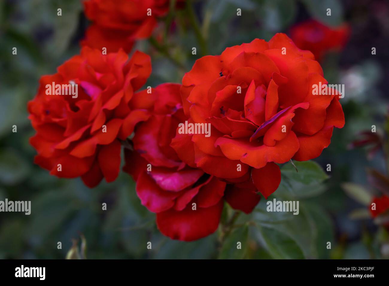 'Leonie Lamesch' floribunda rose variété , Rosa rugosa , rose rouge Banque D'Images