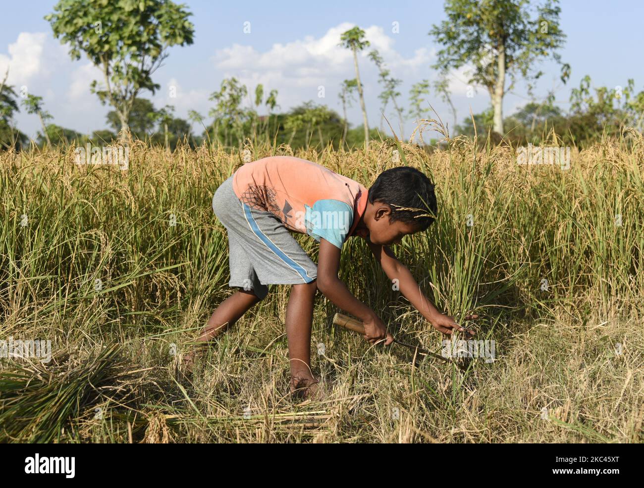 Un enfant qui récolte du riz dans un champ, dans un village du district de Bongaigaon d'Assam, en Inde, le 17 novembre 2020. L'agriculture soutient plus de la moitié de la population de l'Inde, qui compte environ 1,4 milliards. Le riz est considéré comme la culture principale de l'Inde côtière et de certaines régions de l'est de l'Inde. Il y a trois saisons de culture du riz en Inde : automne, hiver et été. (Photo de David Talukdar/NurPhoto) Banque D'Images