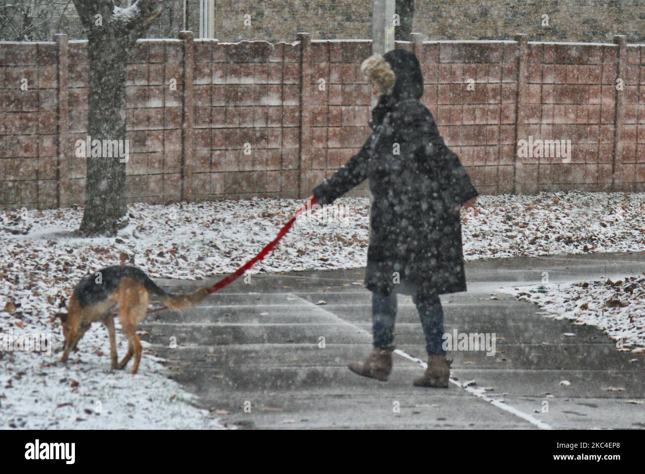 Femme marchant son chien pendant une chute de neige à Toronto, Ontario, Canada, on 22 novembre 2020. La tempête devrait tomber entre 5-10 centimètres de neige dans la région du Grand Toronto avant de passer à la pluie. (Photo de Creative Touch Imaging Ltd./NurPhoto) Banque D'Images