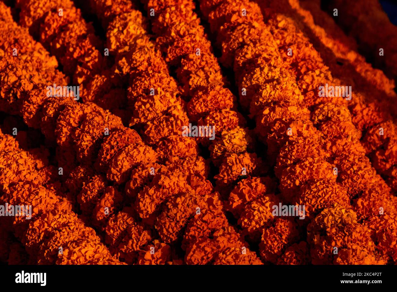 De belles tas de guirlandes orange marigold. gros plan Banque D'Images