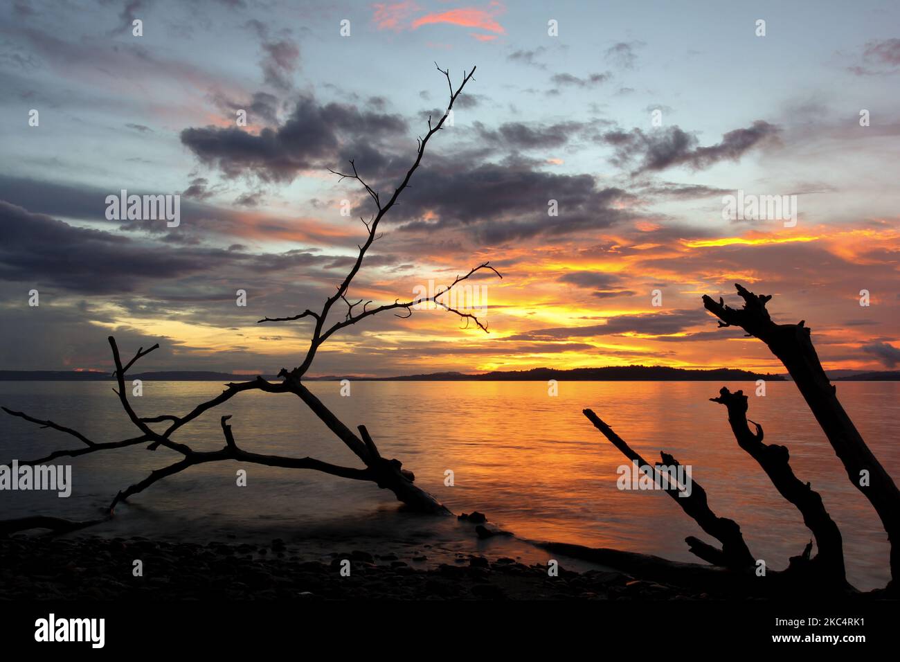Silhouette d'un arbre branche qui est inondée sur la plage sur le fond du ciel de la soirée et une petite île à Halmahera, Indonésie. Banque D'Images