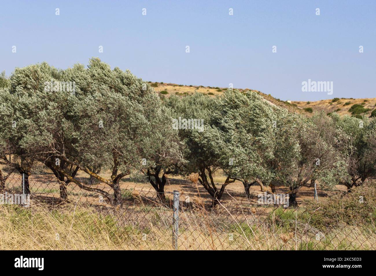 Une oliveraie clôturée à Attika en Grèce près de l'aéroport international d'Athènes ATH. La plantation d'oliviers en rangées se trouve sur une colline, une pente avec un terrain calcaire. L'huile d'olive et les olives sont l'un des ingrédients de base de la cuisine méditerranéenne. La région méditerranéenne produit 95% de la production mondiale selon l'Organisation pour l'alimentation et l'agriculture, contribuant au PIB et à l'économie de chaque pays, les 3 principaux pays sont l'Espagne, la Grèce et l'Italie. Attika, Grèce sur 11 octobre 2020 (photo de Nicolas Economou/NurPhoto) Banque D'Images