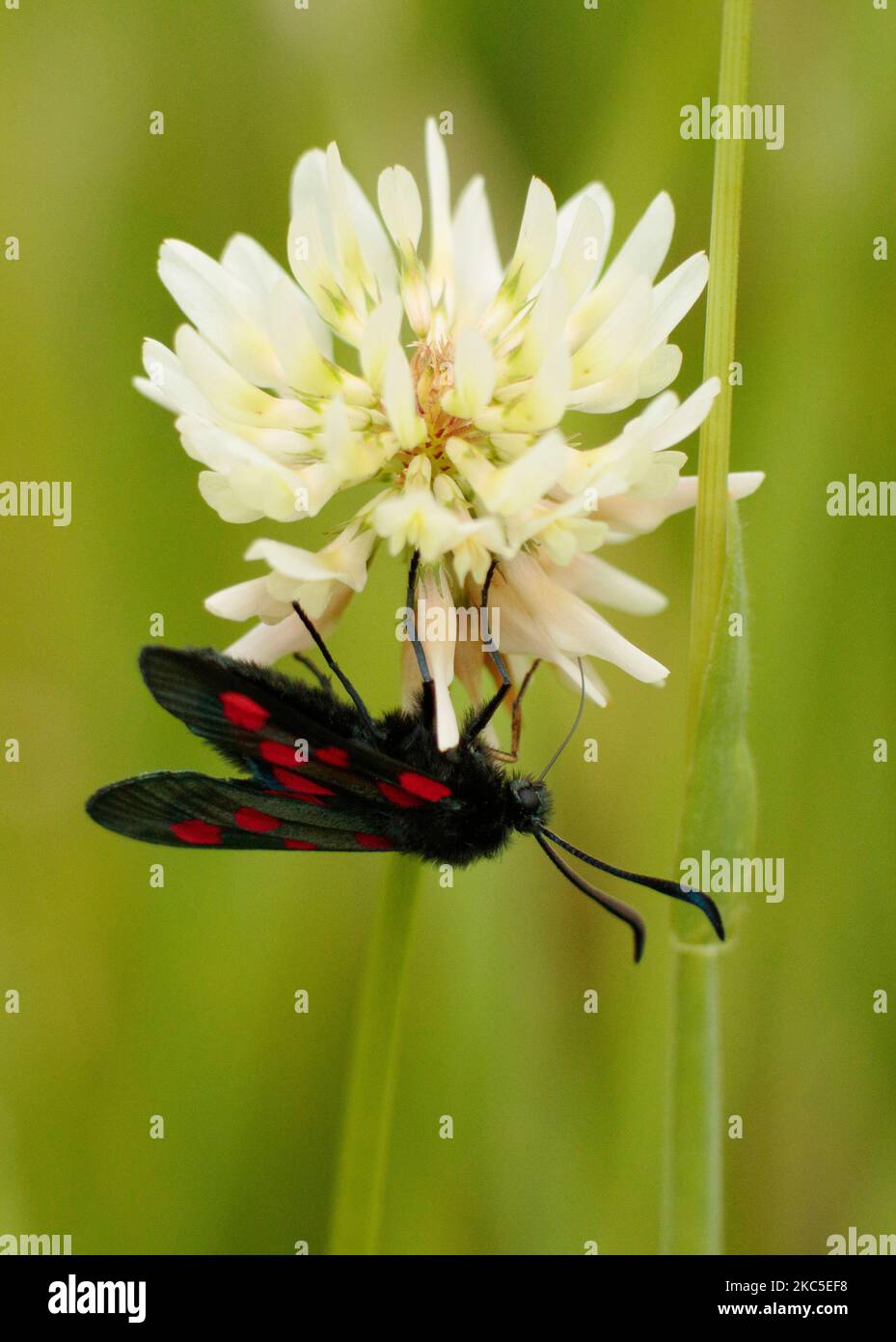 5 Spot Burnett Moth à bordure étroite Banque D'Images