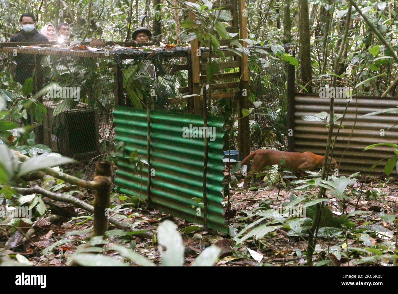 VOIE CANGUK, LAMPUNG - 10 : Une équipe de la Fondation IAR Indonesia se prépare à libérer un chat asiatique doré (Catopuma temminckii) dans une cage d'accoutumance à l'intérieur de la région de TNBBS (Parc national Bukit Barisan Selatan), Lampung, le 9,2020 décembre. Balai Besar conservation of Natural Resources (KSDA) West Java et le Bukit Barisan Selatan National Park (TNBBS) Centre ont libéré 2 chats d'or dans la région de TNBBS, Lampung. Les deux chats d'or adultes, nommés Gato et Goldie, ont été confisqués par le quartier général de la police, certains crimes Team (Tipiter) auteurs du commerce illégal de protégé Banque D'Images