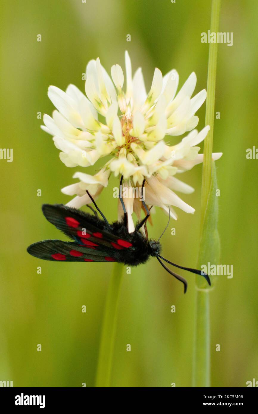 5 Spot Burnett Moth à bordure étroite Banque D'Images