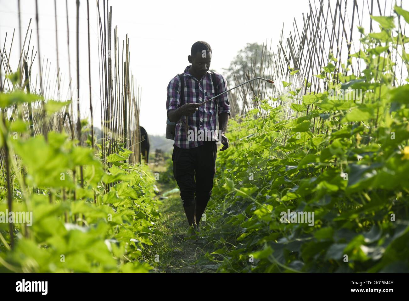 Agriculteur pulvérisant des pesticides ou des médicaments dans une exploitation agricole de concombre, pour tuer des insectes, à Barpeta, en Inde, le 11 décembre 2020. (Photo de David Talukdar/NurPhoto) Banque D'Images
