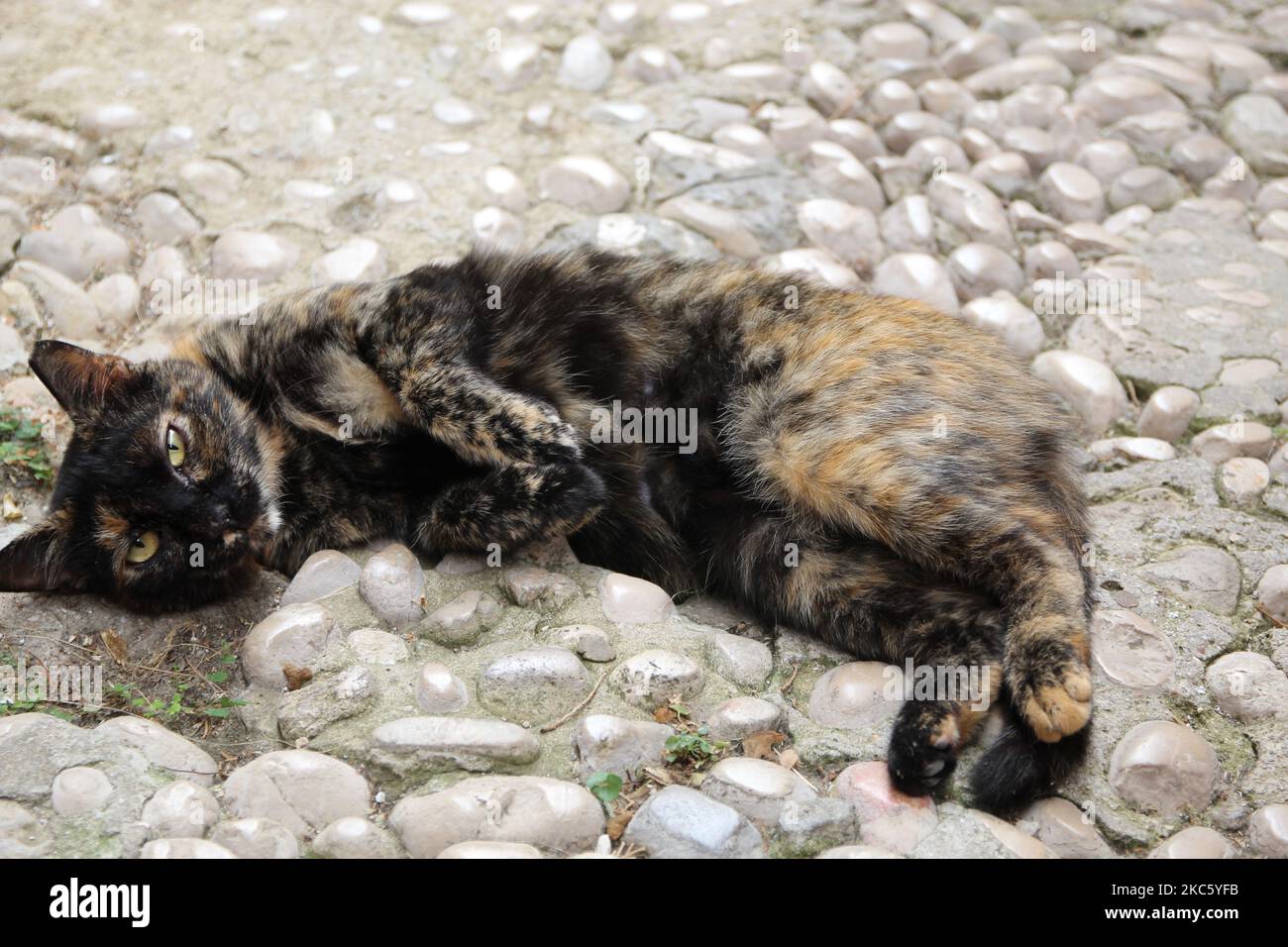 Chat paresseux à Dubrovnik 2021 Banque D'Images