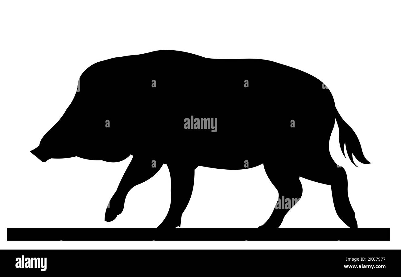 Femelle de sanglier à la recherche de nourriture. Animal dans l'habitat naturel. Illustration de cochon sauvage. Isolé sur fond blanc. Vecteur Illustration de Vecteur