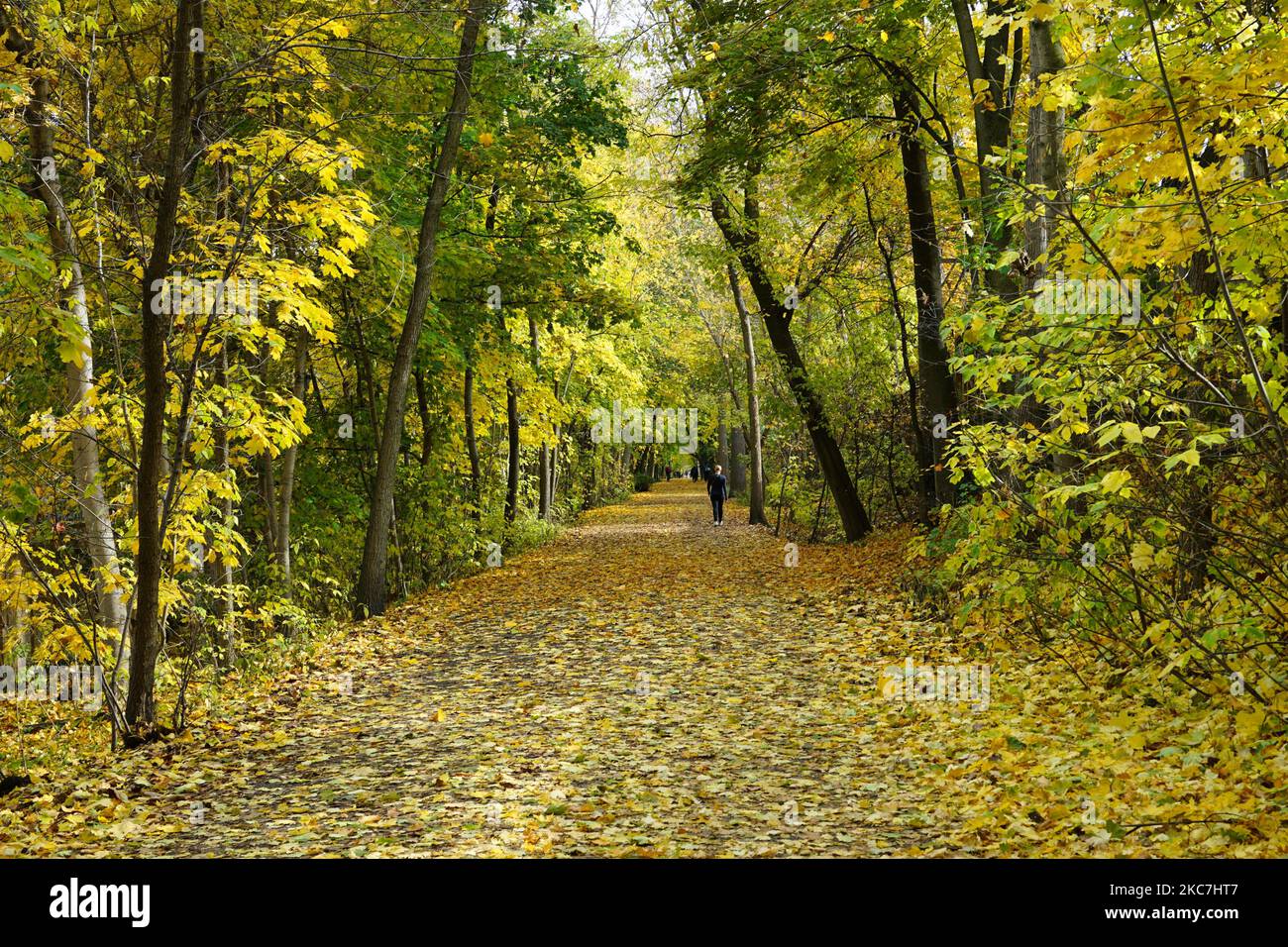 Couleurs d'automne jaune doré sur un sentier de parc Banque D'Images