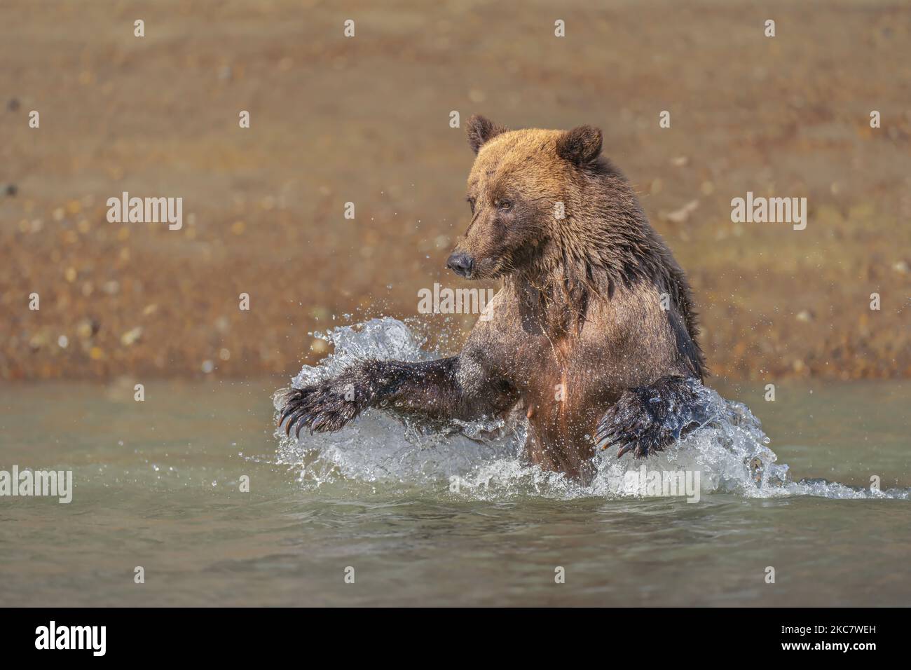 Un ours sauvage brun moelleux nageant dans l'eau dans une zone rurale par une journée ensoleillée Banque D'Images