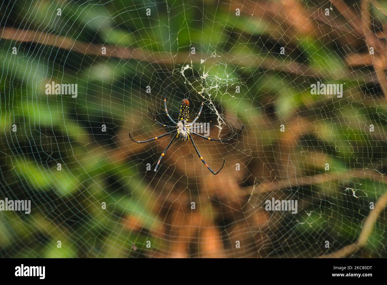 Un gros plan d'une araignée sur un site web Banque D'Images