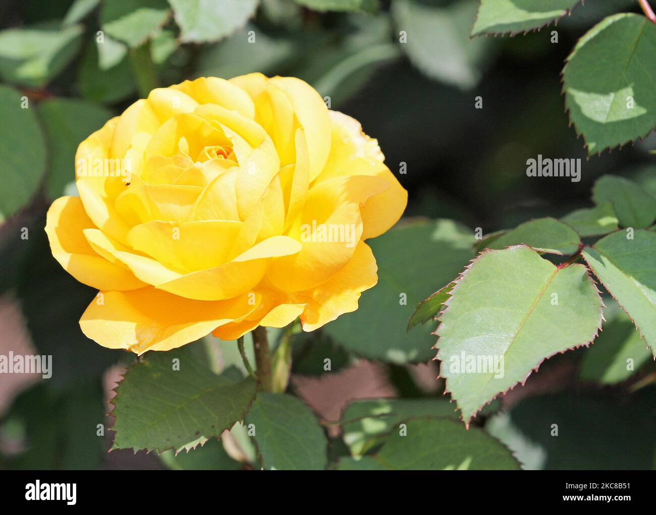 Rose jaune Banque D'Images