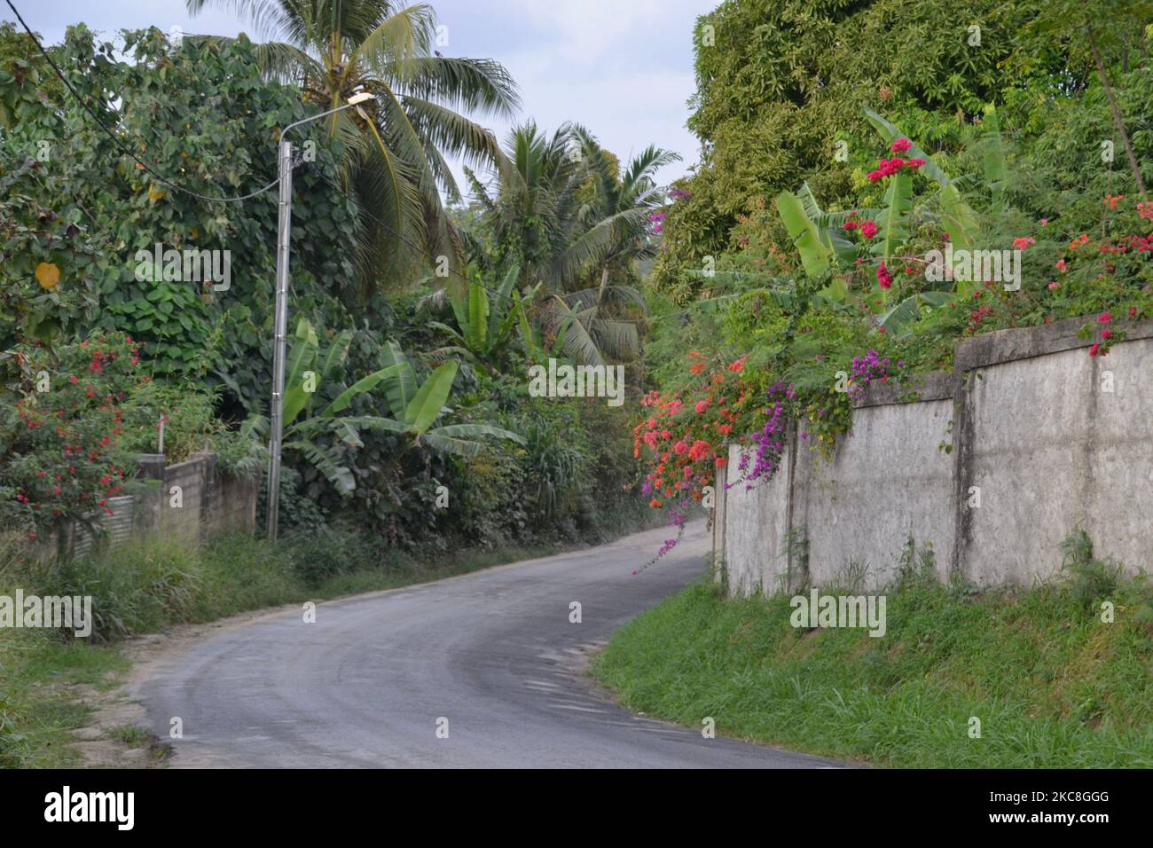 Luxuriante route verte de l'île pleine de palmiers tropicaux, bougainvilliers et autres plantes vertes sur un virage dans une route étroite sur l'île d'Efate près de Port Vila Banque D'Images